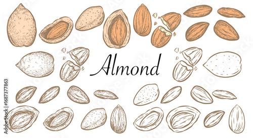 Line Art Vector of Almonds hand drawing with draw software. The EPS file is vector and can be edited shape and color.