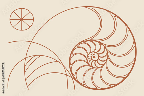 Vector art of golden ratio illustration, showcasing the mathematical proportion with a nautilus shell and geometric construction lines in a minimalist style