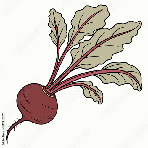 Hand-drawn vector illustration of a whole raw beetroot with leafy tops. A fresh garden harvest concept for healthy eating and natural ingredients