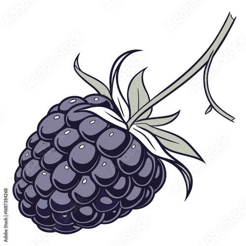 Classic botanical illustration of a single ripe blackberry on a leafy stem. This vintage-inspired vector art is isolated on a clean white background