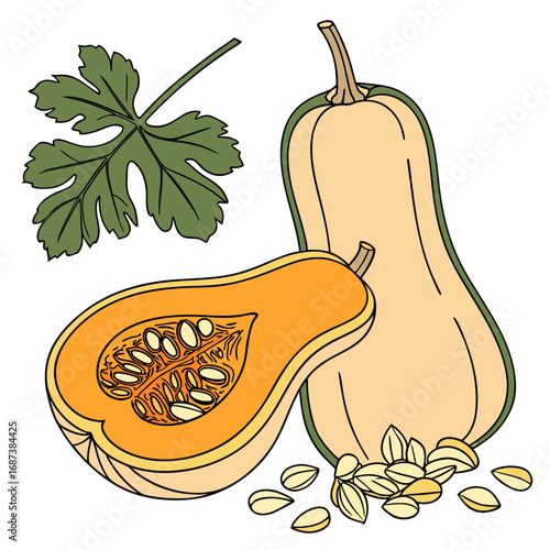 Detailed vector illustration of ripe butternut squash with its leaf and seeds, isolated for cooking and autumn harvest concepts