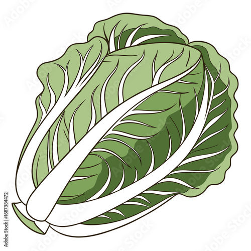 Vibrant and fresh napa cabbage illustration in a cartoon style, isolated on a white background. Perfect for healthy eating concepts, Asian cuisine recipes, and grocery store graphics