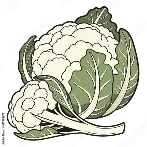 A detailed vector illustration of a whole fresh cauliflower head with a small floret and green leaves, isolated on a white background for healthy eating concepts