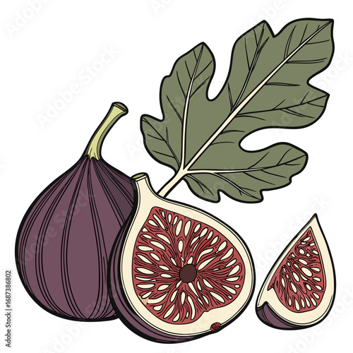 Hand-drawn vintage style illustration of a whole purple fig, a cross-section, a slice, and a green leaf isolated on a white background