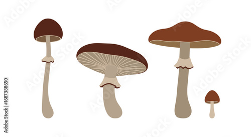 Beautiful cartoon illustration of different mushrooms with brown caps for educational or botanical use