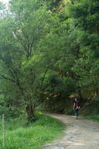 A woman walks alone through the forest, a route on the Camino de Santiago that passes through green forests and many trees. 