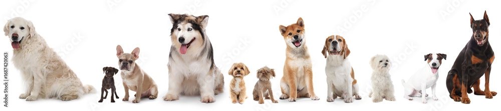 Fototapeta premium Dogs of different breeds isolated on white, collage