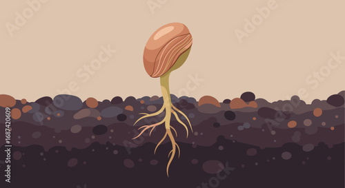 Sprouting seed with roots growing into soil represents new beginnings and growth potential