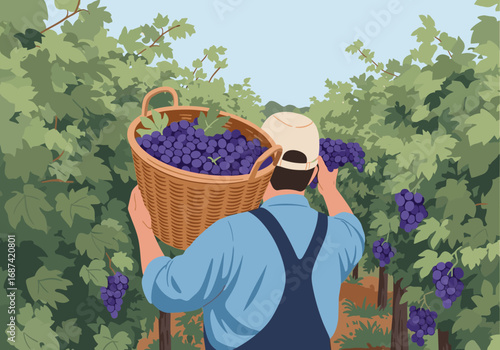 Farmer diligently harvesting ripe purple grapes in a sun-drenched vineyard during autumn season