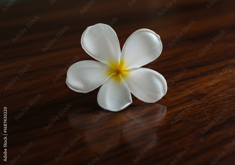 Fototapeta premium A single white plumeria flower with a yellow center resting on a polished, dark wooden surface, creating a soft reflection.