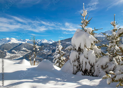 view of snowy alpine mountain range with firs covered with fresh snow in the ...
