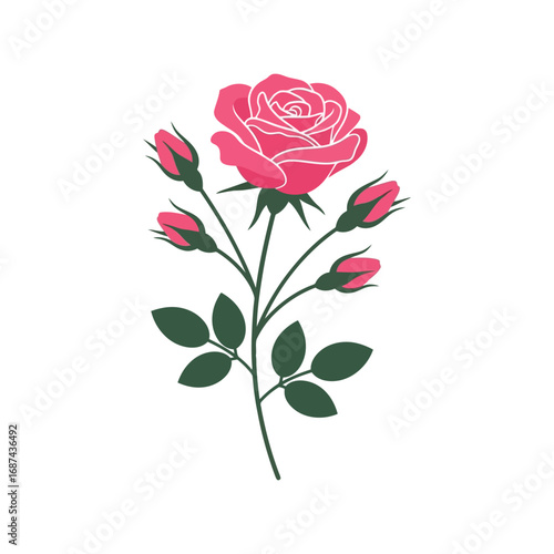 Vibrant pink rose bloom with unopened buds delicate stem detailed petals vector