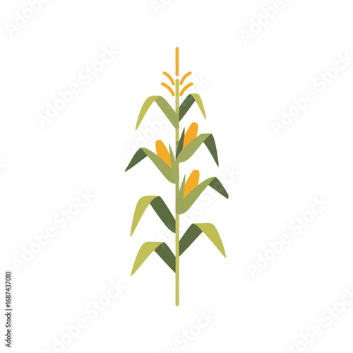 Simple corn stalk with ears illustration fresh organic vegetable natural farm harvest element vector