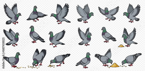 Various cartoon pigeons in a detailed vector illustration set, showcasing them flying, walking, standing, and eating scattered seeds and grain.
