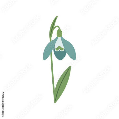 Delicate blue snowdrop flower delicate spring bloom isolated botanical illustration graphic design element vector