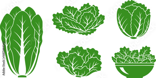 Lettuce and salad cartoon vector of icon.Cartoon vector illustration leaf of lettuce.