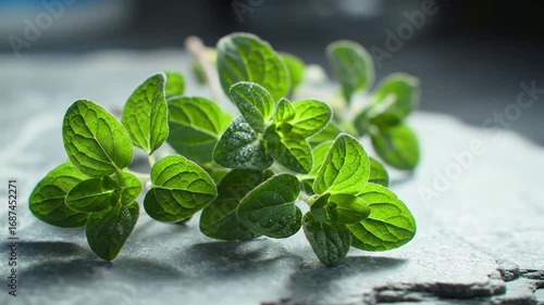 Fresh oregano sprig close up