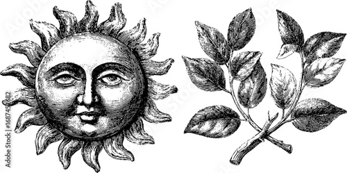 Astrology renaissance engraved illustration set featuring celestial sun and botanical elements for vintage designs