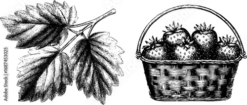 Vintage strawberry patch engraving – intricate hand drawn leaves and basket illustration