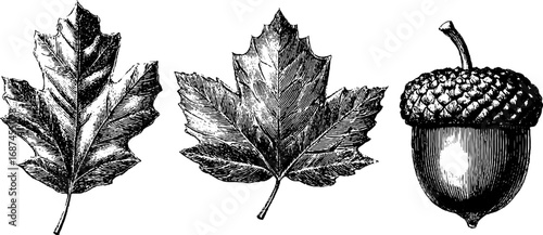 Engraved autumn leaf and acorn collection for seasonal design