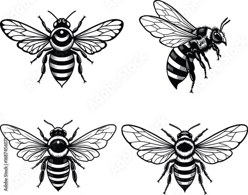 Royal Bee Vector Set - Black and White Bee Illustrations