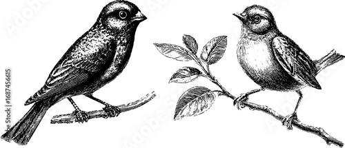 Engraved bird illustration set featuring canary and musical theme for artistic design