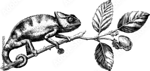 Engraved chameleon illustration on branch - vintage art collection for design