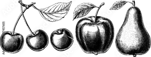 Vintage engraved illustration set of cherry, apple, and pear for retro design