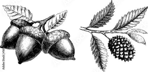 Detailed hand drawn engraving of chestnut and branch for retro botanical designs