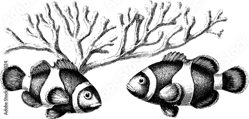 Vintage engraved illustration of clownfish and coral collection for marine life design