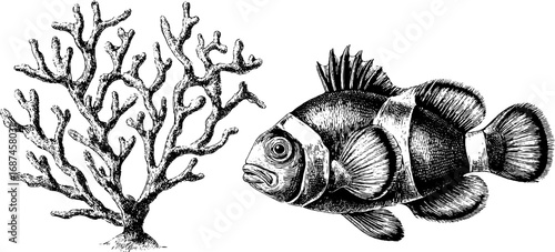 Clownfish coral and reef engraved illustration set, vintage sketch hand drawn engraving design.
