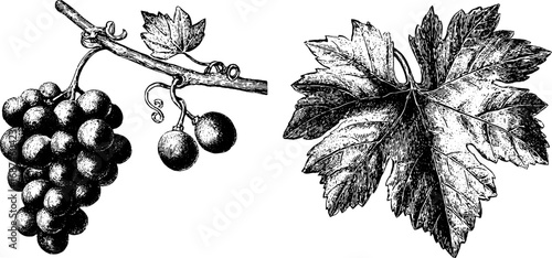 Vintage grapevine swirl collection: hand-drawn engraved illustration for retro design