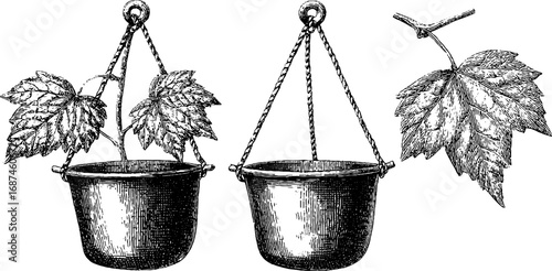 Vintage engraved hanging planter illustration set for decor design