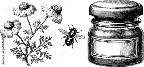 Vintage engraved collection of honey jar with bee and chamomile for botanical design