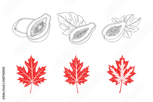 set of continuous line art drawing of exotic papaya
