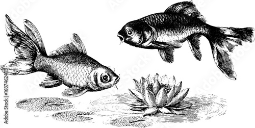 Vintage hand-drawn koi fish and lotus engraving set for art and décor