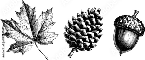 Engraved illustration collection of maple leaf, pine cone, and acorn for design projects
