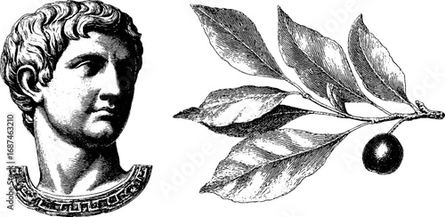 Vintage engraved illustrations of marble bust and fig branch for retro design