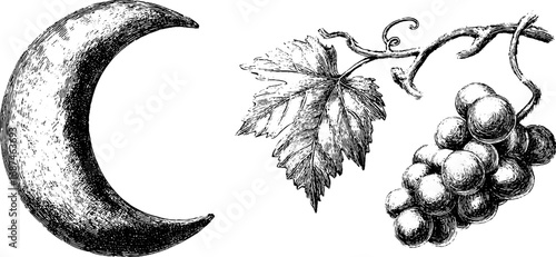 Moon crescent with grapevine engraving illustration, vintage sketch hand drawn silhouette design.

