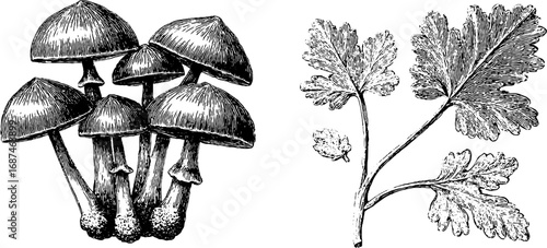 Engraved illustration set of mushroom cluster and herb leaves for retro design