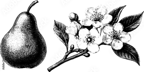 Engraved pear fruit and blossom set for vintage botanical design