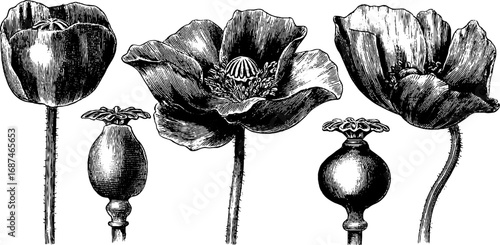 Vintage botanical collection of engraved poppy flowers and buds for retro design