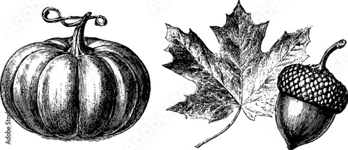 Engraved autumn illustration set featuring pumpkin, maple leaf, and acorn for seasonal design
