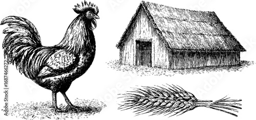 Rustic farm life engraving: rooster, wheat, and barn scene for vintage design