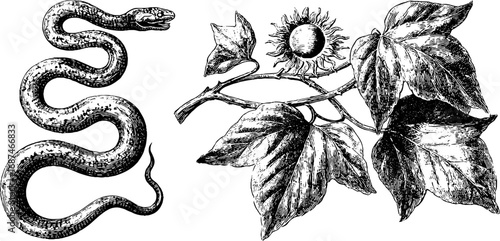 Engraved illustration set of serpent and sun symbols for retro design