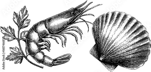 Vintage hand drawn set of shrimp and shell for seafood design