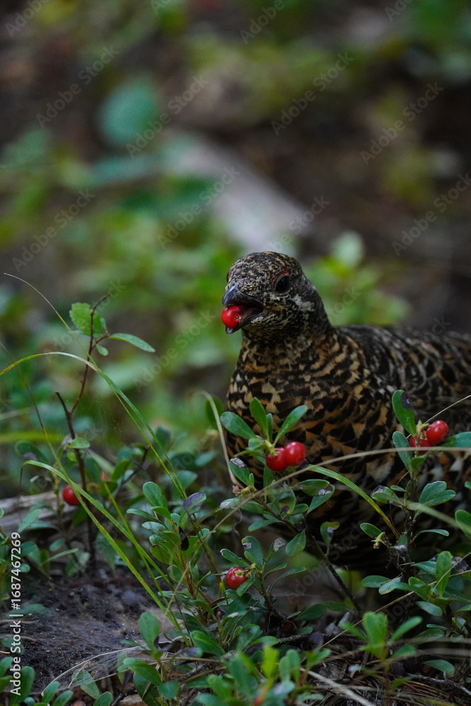 Obraz premium Spruce Grouse