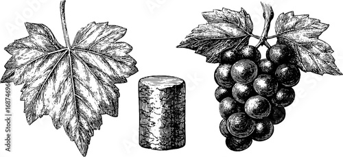 Vintage engraved collection of vine leaves and grapes for design