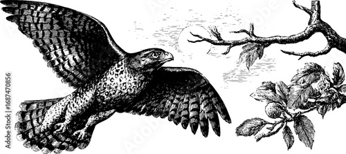 Falconry at dawn: engraved collection of falcons and nature scenes for design projects