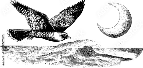 Falconry coastal night scene with falcon and moon - engraved illustration set for vintage design